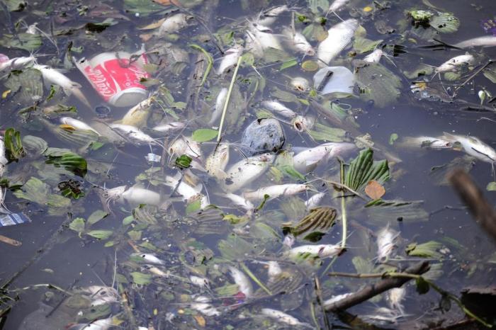 baixa-oxigenacao-agua-mortandade-peixes-piracanjuba