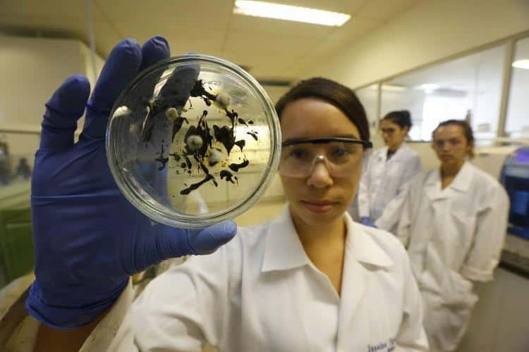 pesquisadores-solucoes-desastre-ambiental-litoral