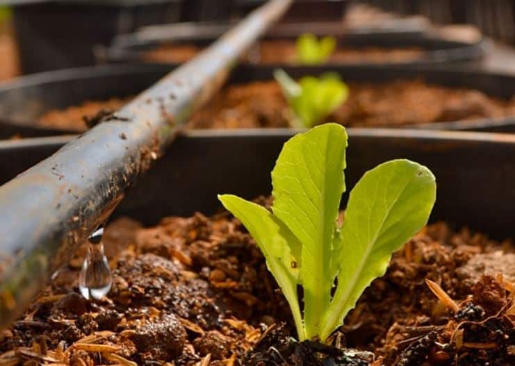 reuso-esgoto-tratado-producao-hortalicas