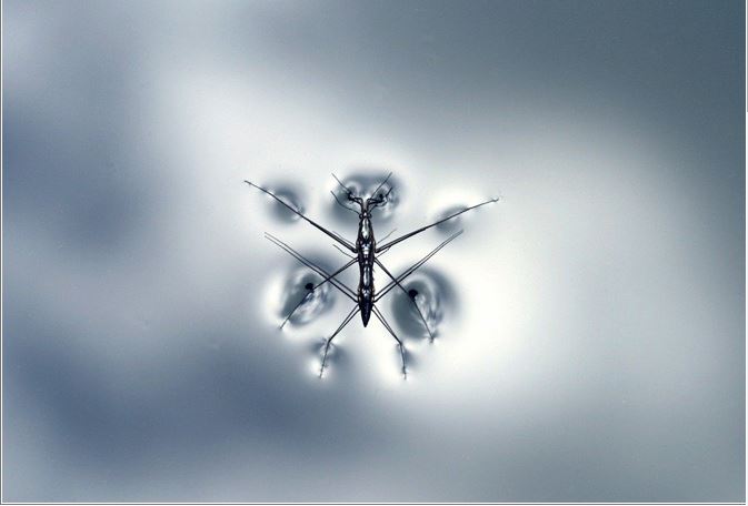 insetos-membranas-ecologicas-dessalinizacao