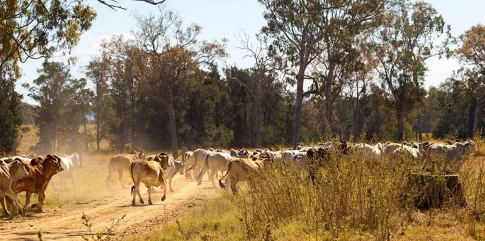 pegada-hidrica-carne-bovina