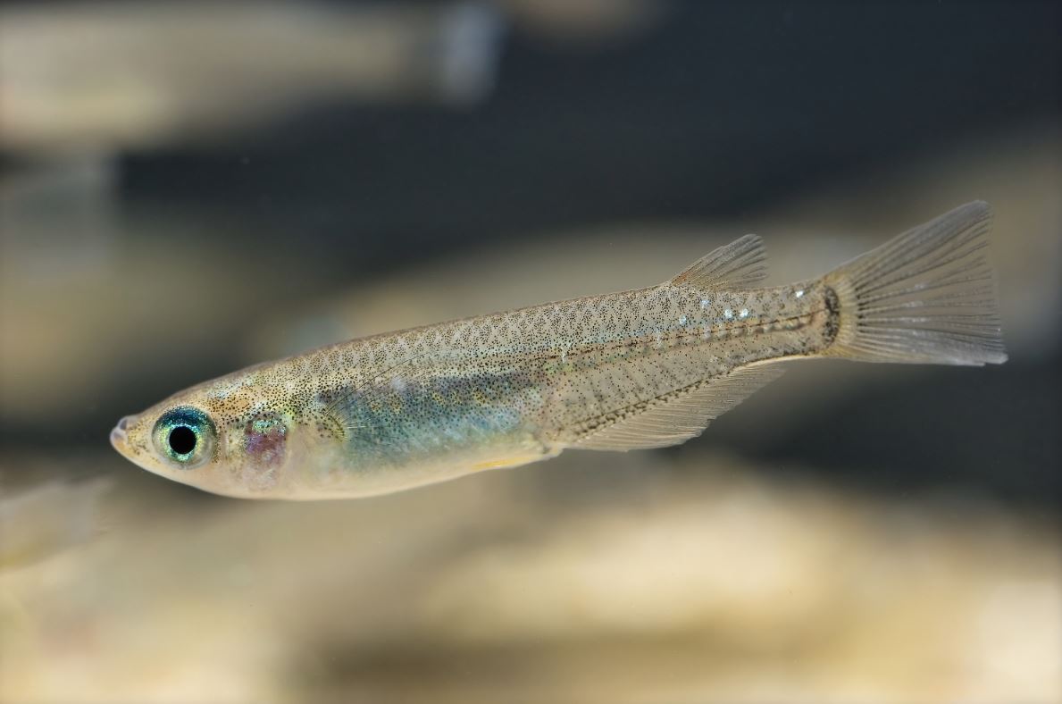 peixes-medaka