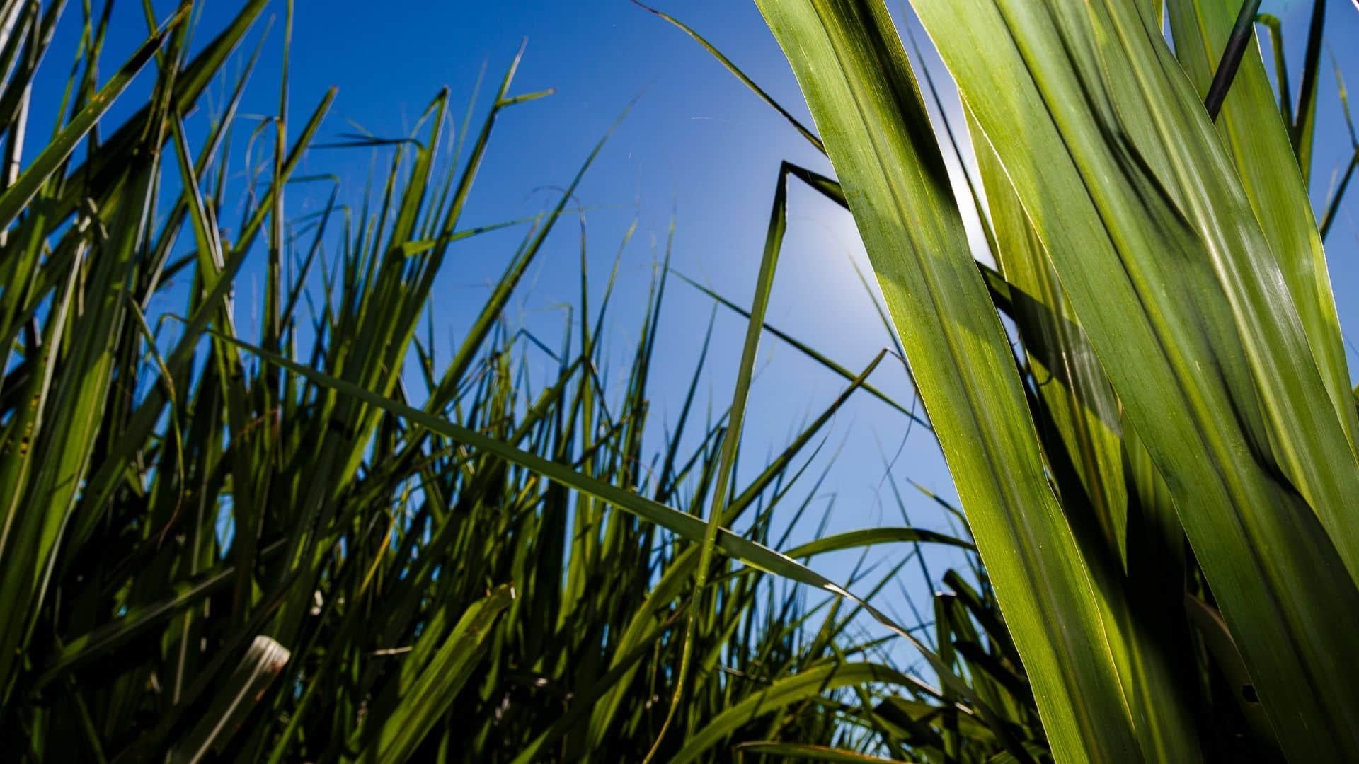 cana-de-açúcar