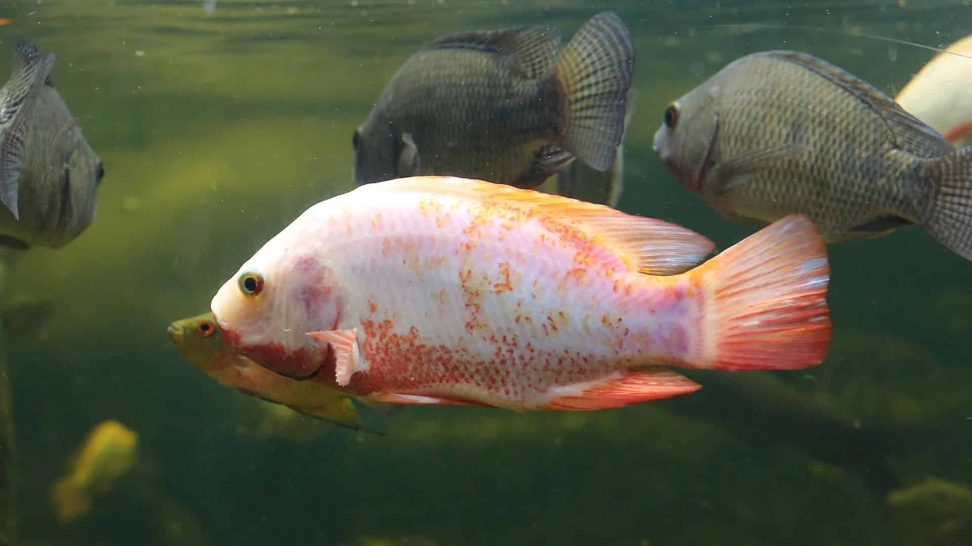 tilapia