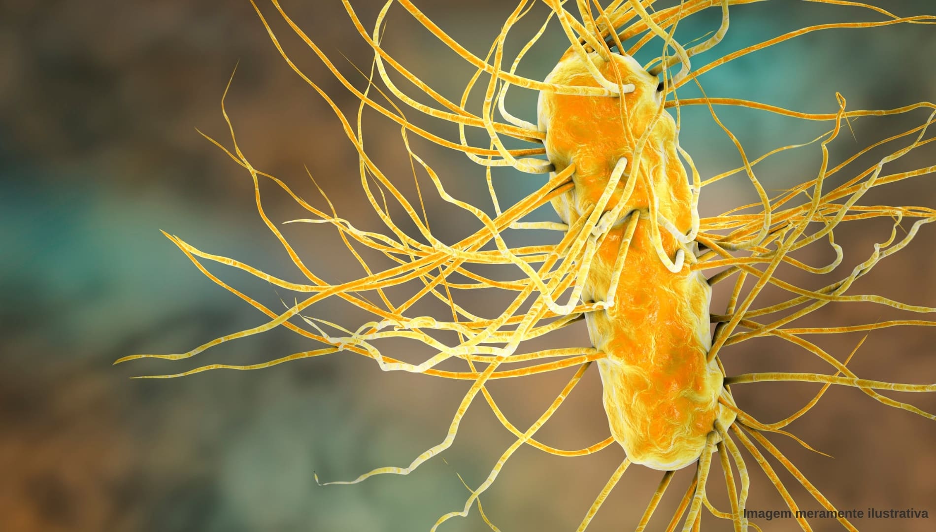 bactérias Escherichia Coli (E. Coli)