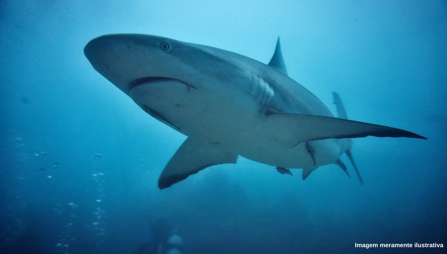 tubarão
