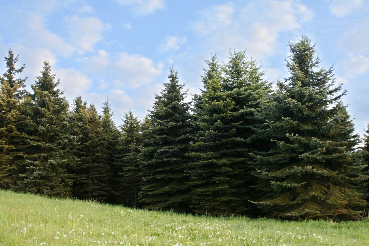 Árvores de Natal naturais economizam água – saiba como!