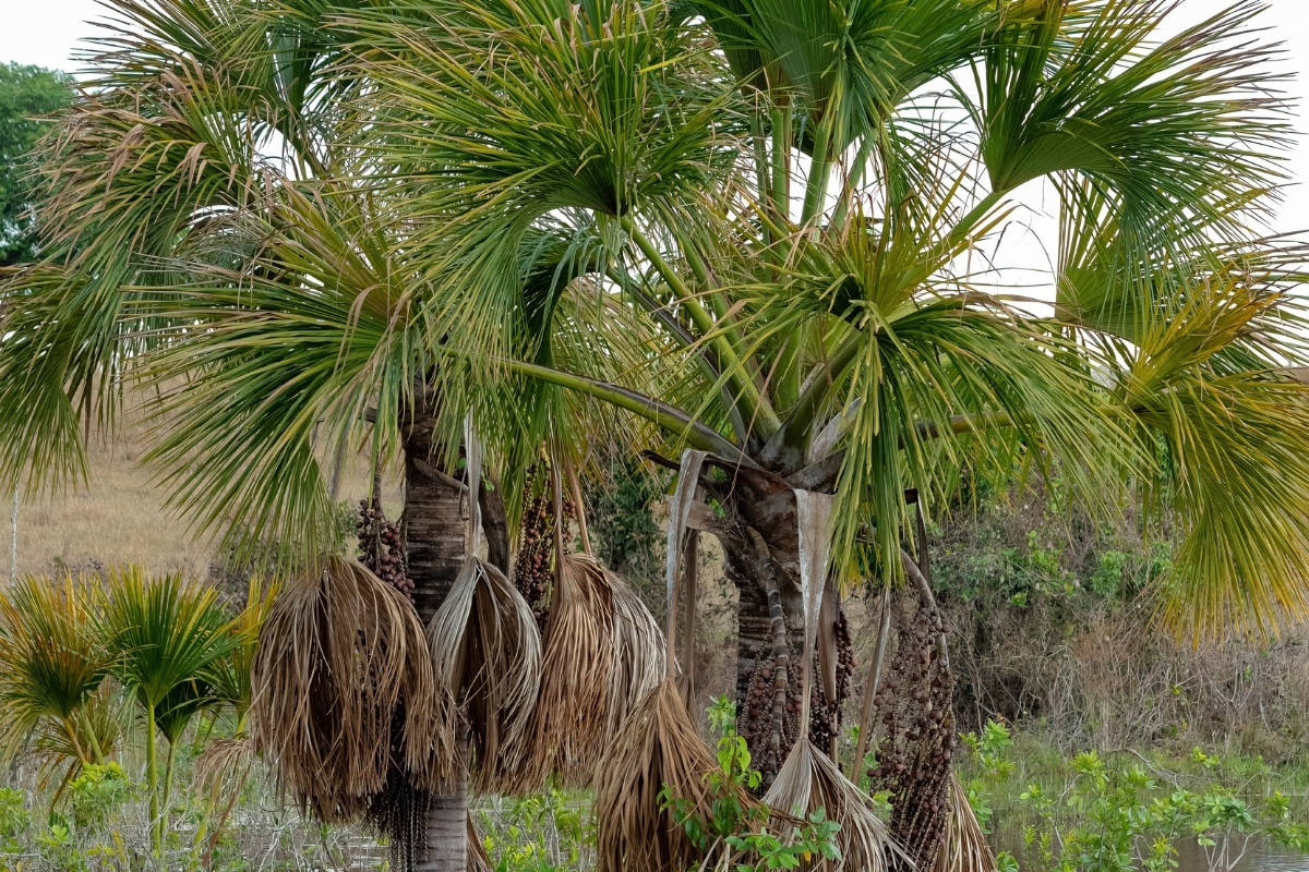 A hora e a vez da macaúba espécie brasileira atrai investimentos bilionários com esperança de descarbonização para agroenergia