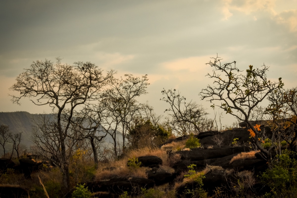 Com novo modelo de produção, Cerrado pode gerar US$ 72 bi ao ano