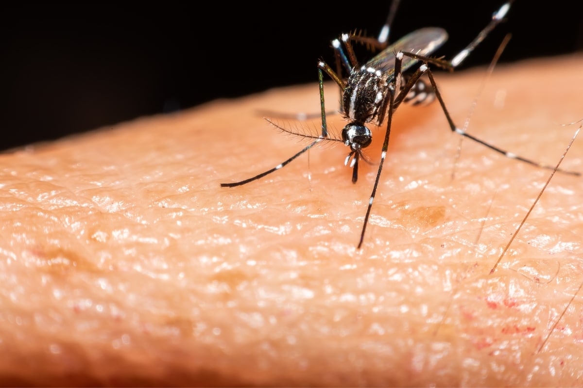 SP decreta emergência, após Estado atingir 300 casos confirmados de dengue por 100 mil