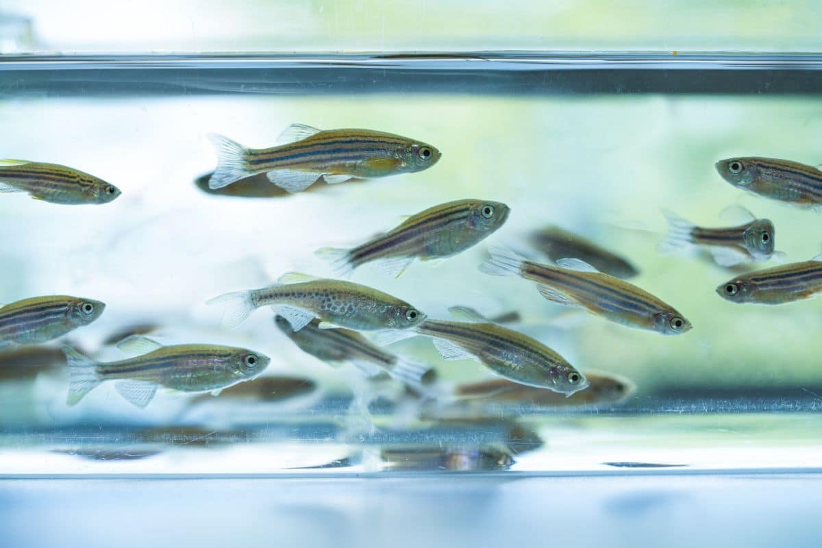 Butantan desenvolve pesquisas usando peixe-zebra como biomonitor da qualidade da água