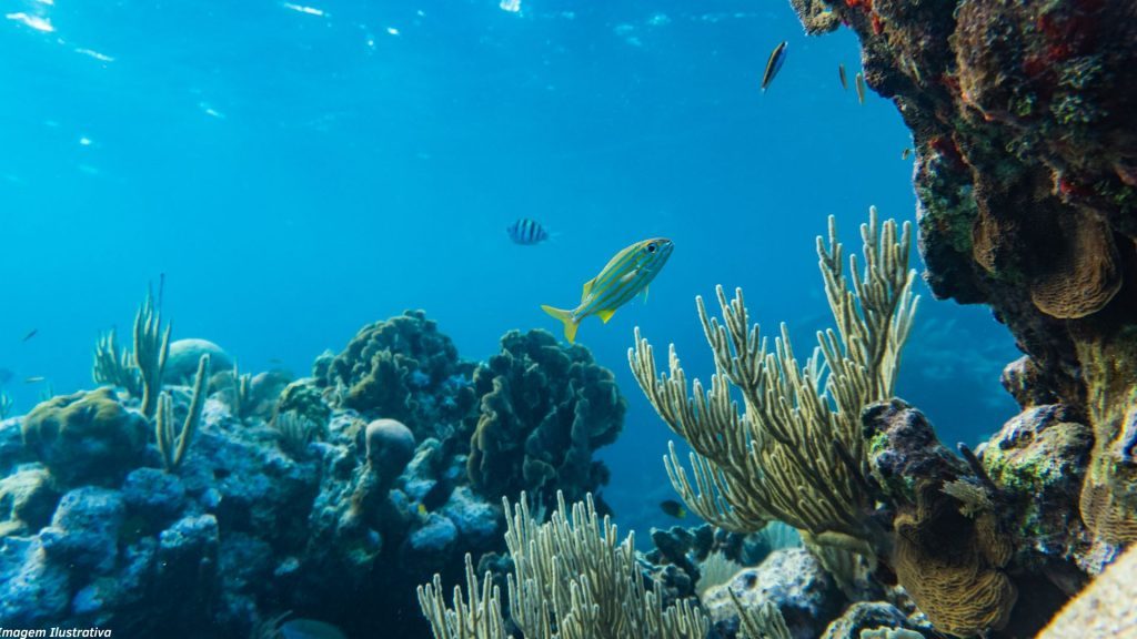 Acidificação dos oceanos