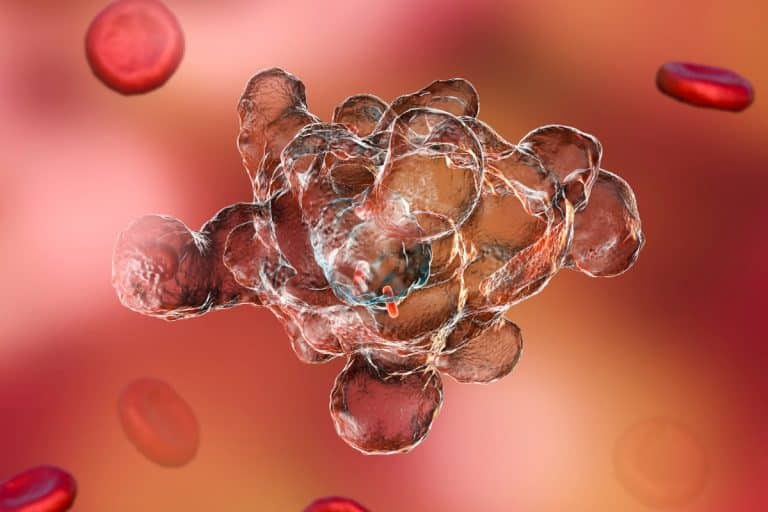 Ameba “comedora de cérebros” é nova preocupação no Norte dos EUA, alertam autoridades