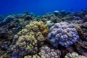 Ondas de calor impactos são maiores no fundo dos oceanos