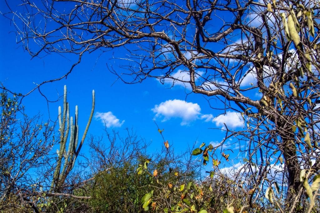 Plantas da caatinga são fonte de novas moléculas em estudo contra resistência bacteriana