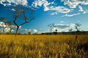 Desafio no cerrado o conflito entre produtividade e conservação de recursos naturais