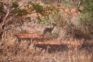 Desmatamento no Cerrado aumenta e governo anuncia plano de ação para preservação do bioma