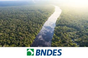 COP-28: BNDES lança edital de R$ 450 milhões do Fundo Amazônia para projetos de reflorestamento