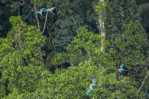 Sociobioeconomia: uma resposta para a crise climática