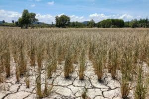 Norte, Nordeste e Centro-Oeste podem perder 40% da água até 2040