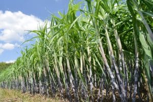 Cana impulsiona economia circular com produção de biometano