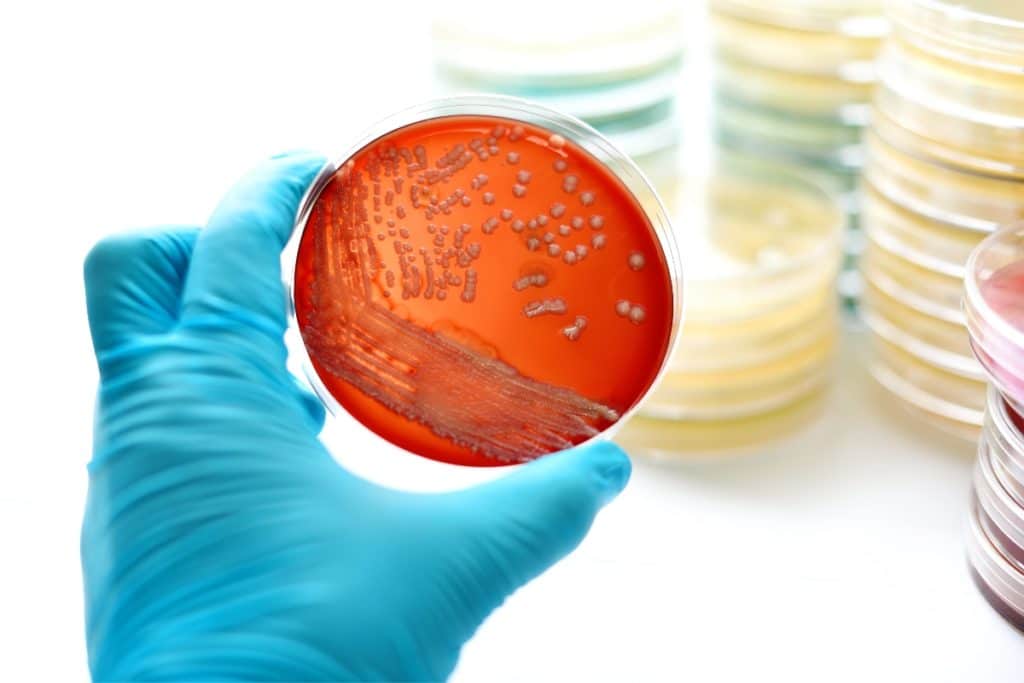 Cientistas descobrem bactéria amazônica com potencial para combater doenças como herpes e câncer de mama