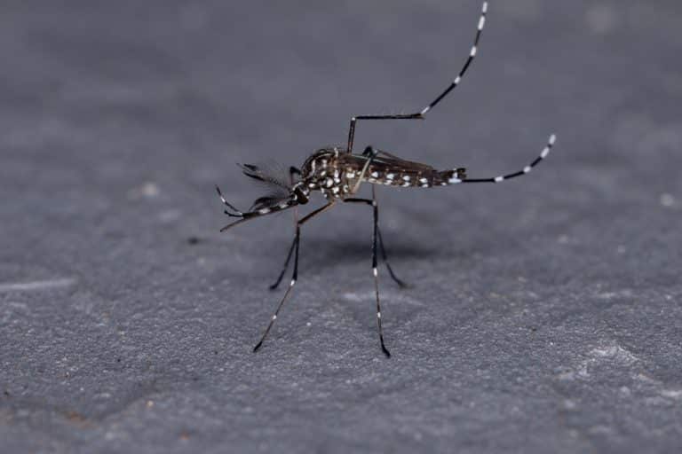 Estado do Rio de Janeiro confirma primeiro caso de febre oropouche