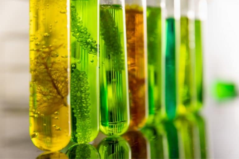 Projeto cria programas para diesel verde e biometano  e amplia a aplicação de biocombustíveis na matriz brasileira