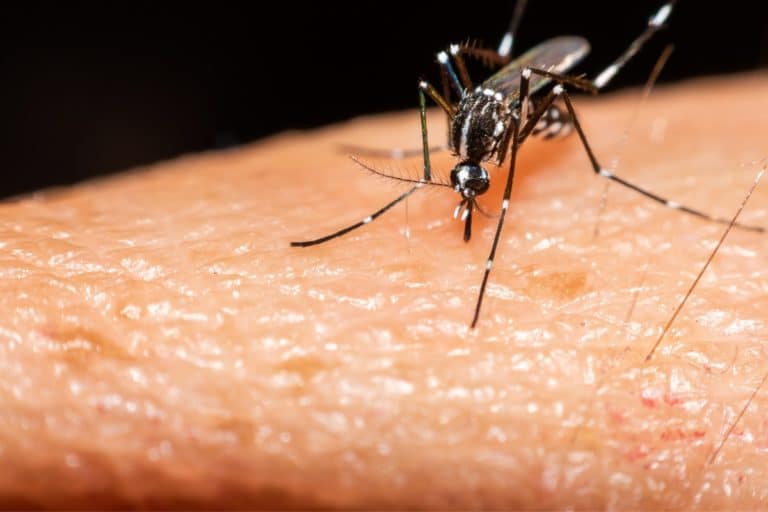 SP decreta emergência, após Estado atingir 300 casos confirmados de dengue por 100 mil