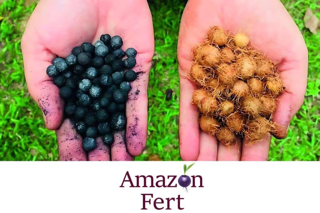 'Carvão orgânico' do açaí sequestra carbono e fixa nutrientes no solo (1)