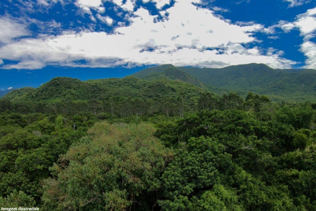 Mata Atlântica os 3 fatos essenciais sobre esse bioma