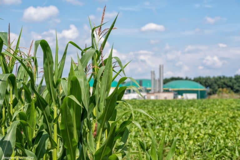 Resíduos de milho viram biogás, reduzem custos de produção e aumentam sustentabilidade no Paraná