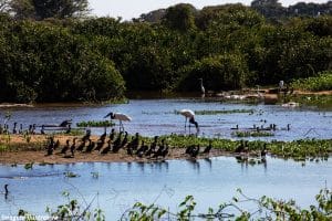 STF dá 18 meses para Congresso aprovar lei de proteção ao Pantanal
