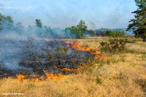 Fiocruz mapeia danos causados pelas queimadas no Pantanal