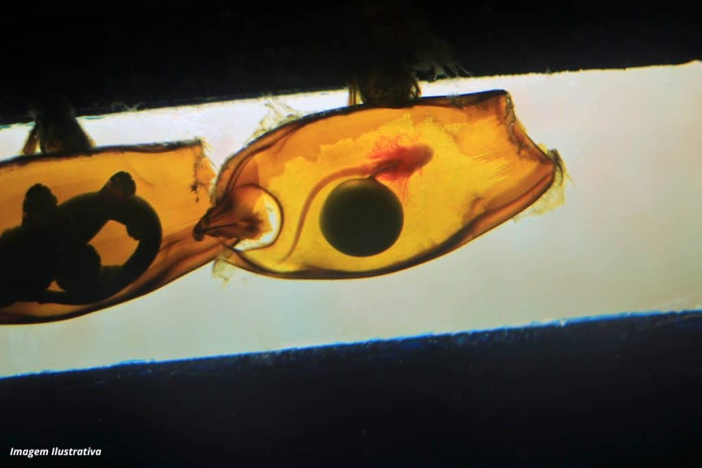 Rios contaminados por corantes podem deixar peixes cegos