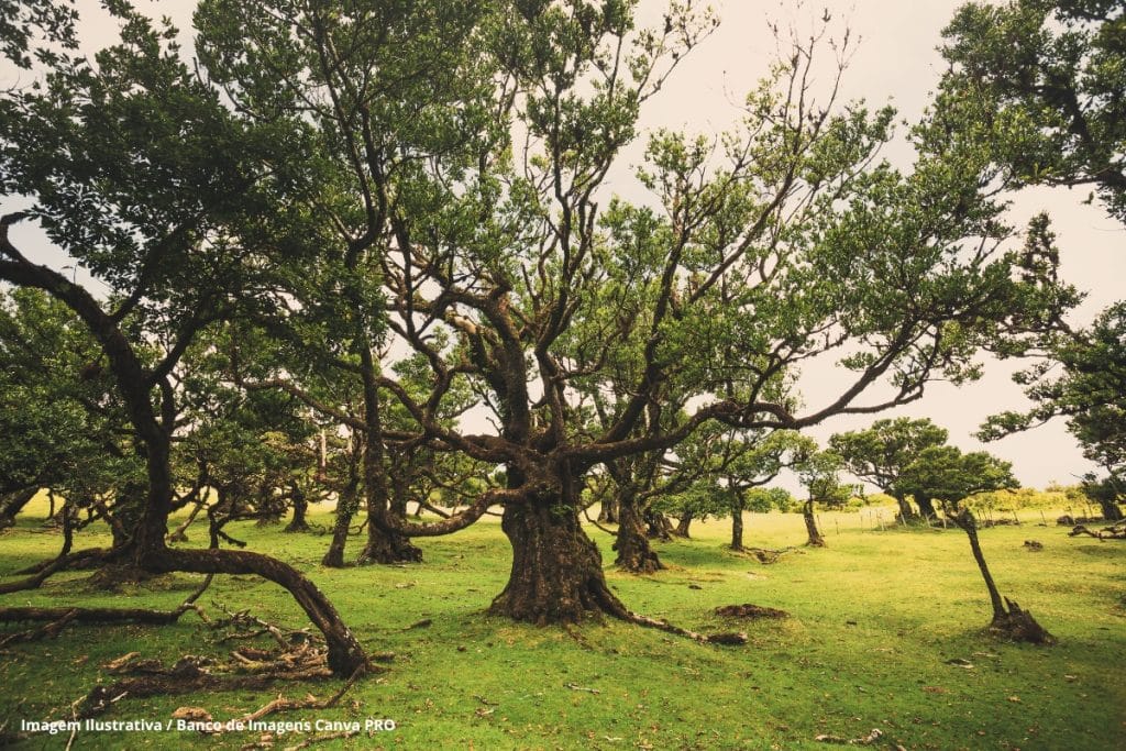 O gigantesco experimento com árvores antigas que renova esperança no combate às mudanças climáticas