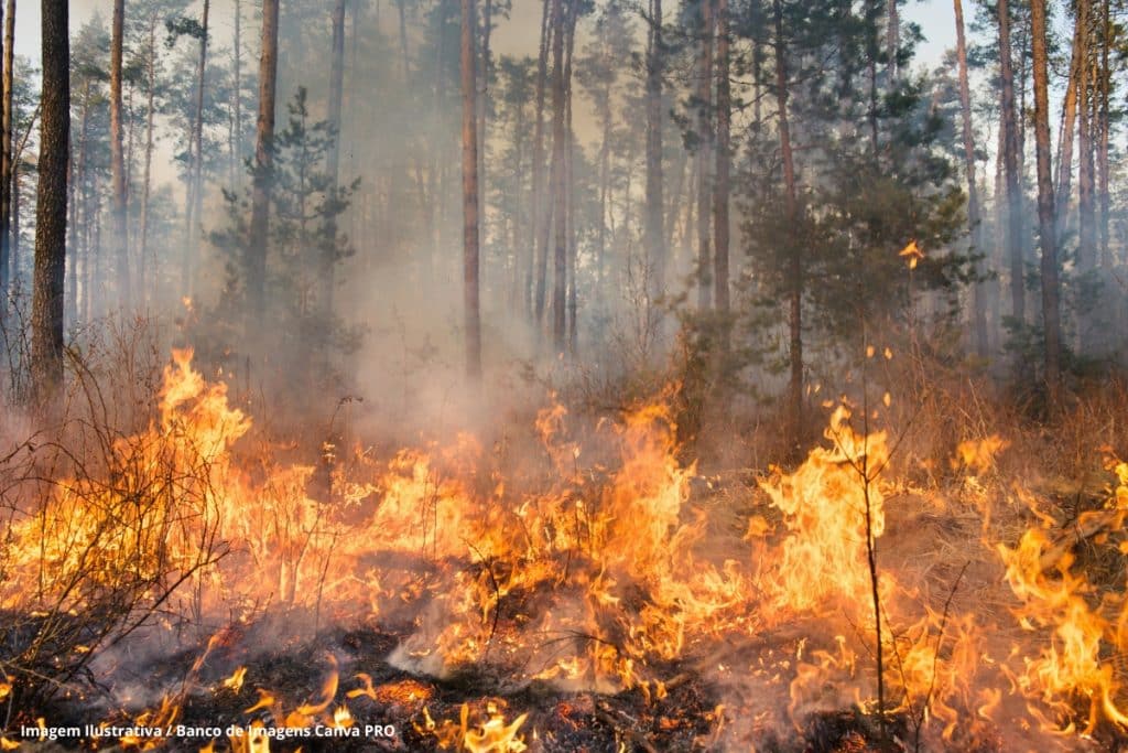 proteção de florestas