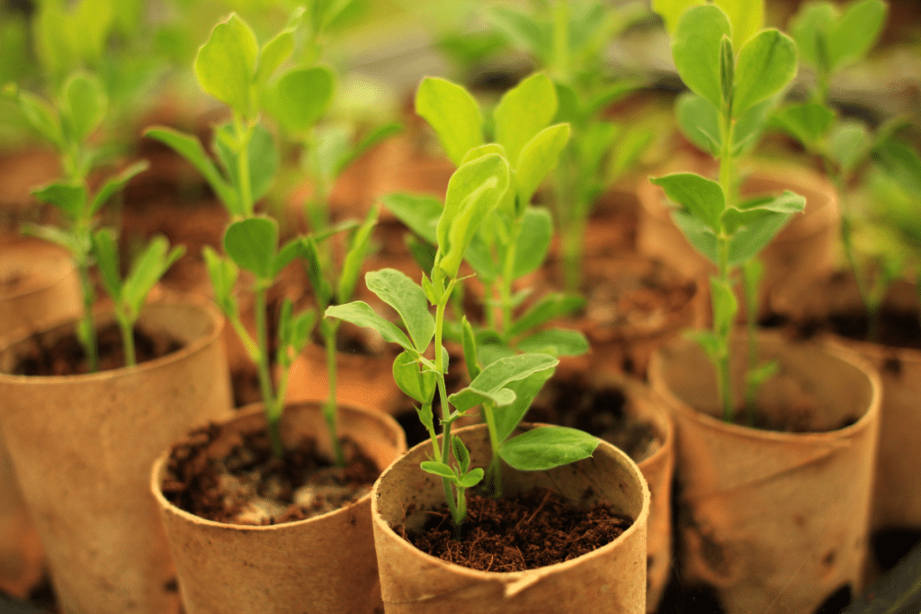 Material libera fertilizante controlado e se degrada em 90 dias