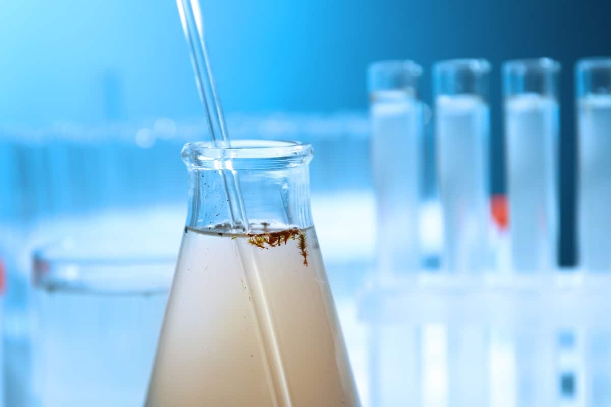 Água contaminada com urânio em Santa Quitéria é novo embaraço para usina