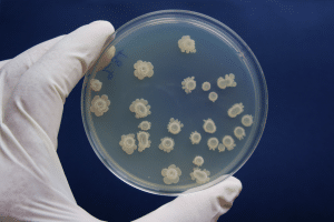 Bactéria multirresistente que representa risco global de saúde é detectada no Nordeste