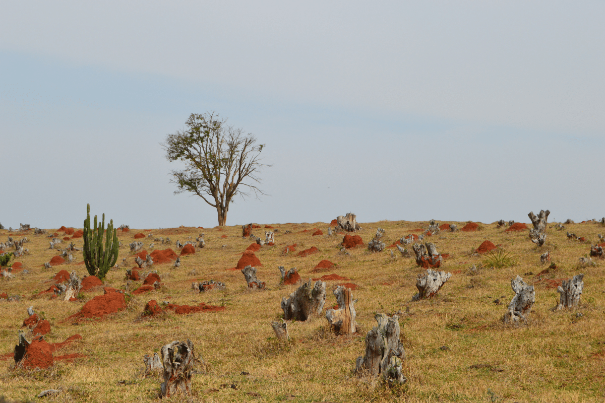 Desmatamento no Cerrado pode inviabilizar agronegócio