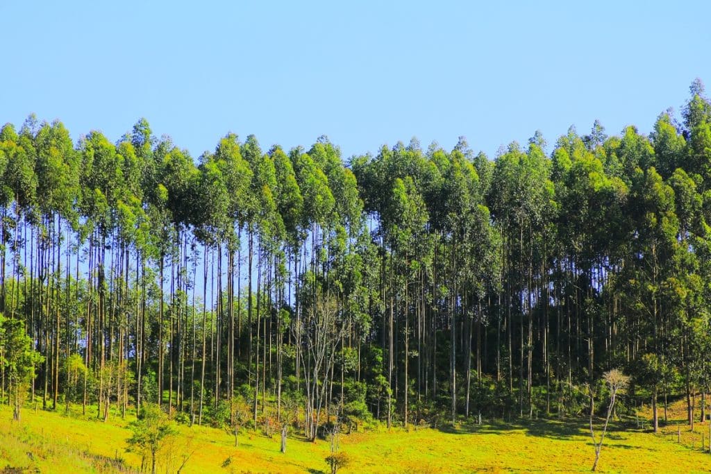 Reflorestamento com biodiversidade: novo padrão global para projetos sustentáveis