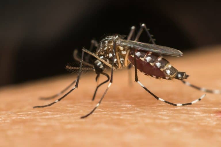 Nova variante do vírus da dengue deixa autoridades em alerta