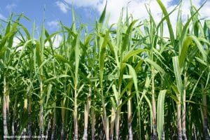 Eike Batista anuncia captação de US$ 500 mi para seu projeto de ‘super cana’