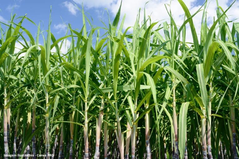 Eike Batista anuncia captação de US$ 500 mi para seu projeto de ‘super cana’