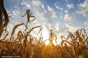 Os impactos das mudanças climáticas na agricultura brasileira