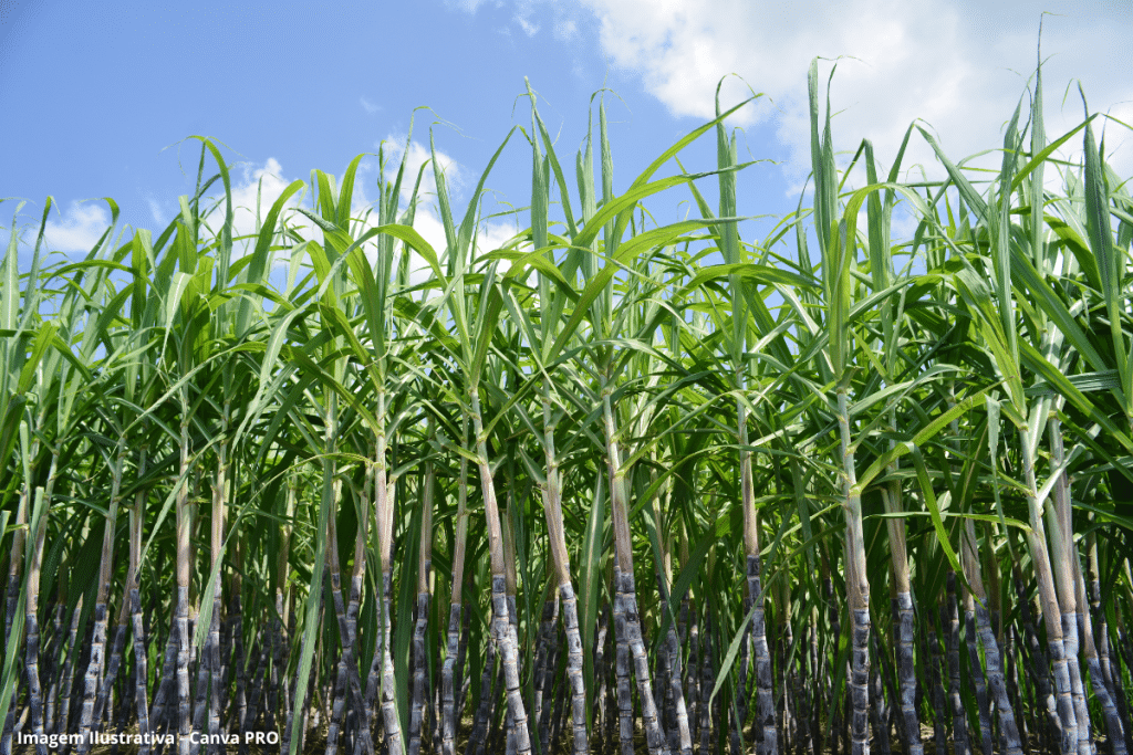A biomassa é a chave para a segurança energética sustentável
