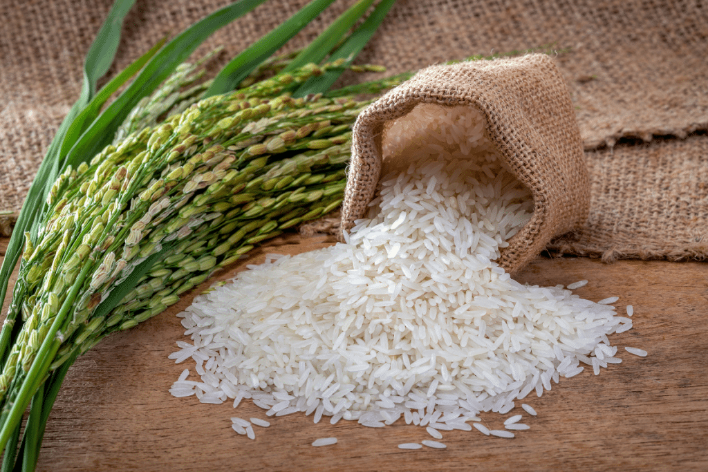 Arroz está se tornando mais tóxico com mudanças climáticas, aponta novo estudo