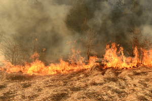 Degradação na Amazônia cresce 329% em quase 2 anos e atinge maior nível da série histórica