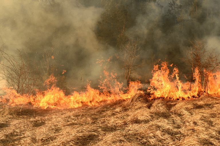 Degradação na Amazônia cresce 329% em quase 2 anos e atinge maior nível da série histórica